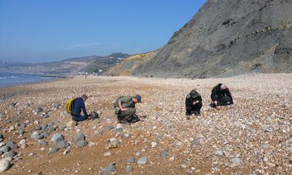 A photgraph of people finding fossils at Lyme Regis on a GeoWorld Travel fossil hunting holiday and fossil trip