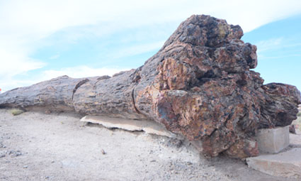 Geology tours featuring Petrified Wood