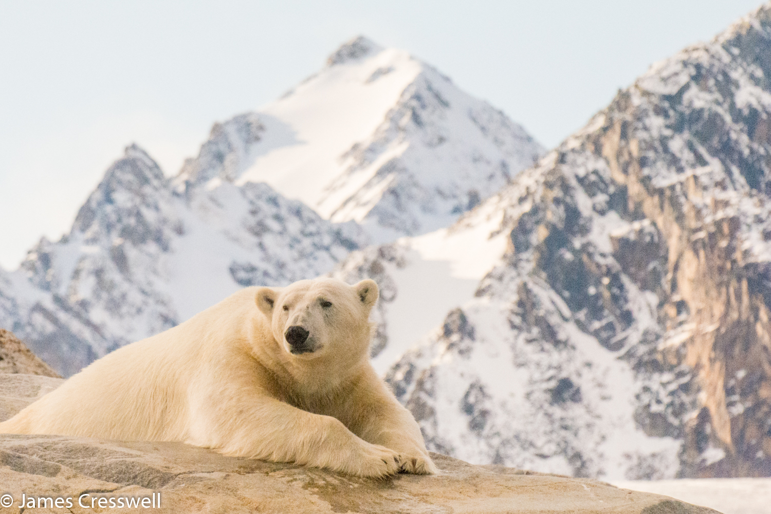 A photograph of a polar bear taken in Svalbard on a PolarWorld Travel placed cruise