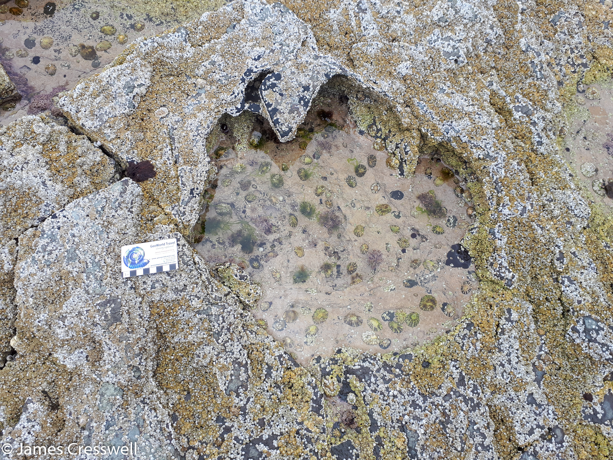 A photograph of a mid Jurassic sauropod dinosaur footprint, at Brother's Point on the Isle of Skye, taken on a GeoWorld Travel Scotland geology trip, tour and holiday