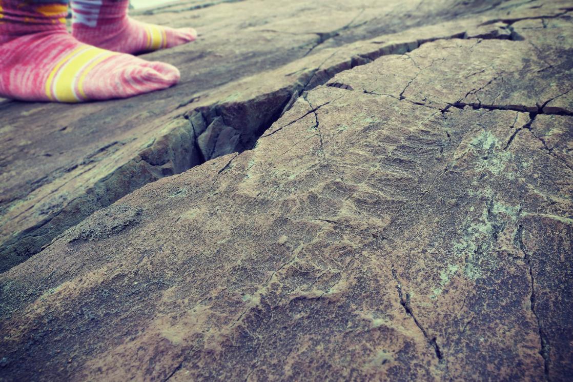 A photograph of an Edicarian fossil at Mistaken Point, taken on a GeoWorld Travel Newfoundland geology trip, tour and holiday