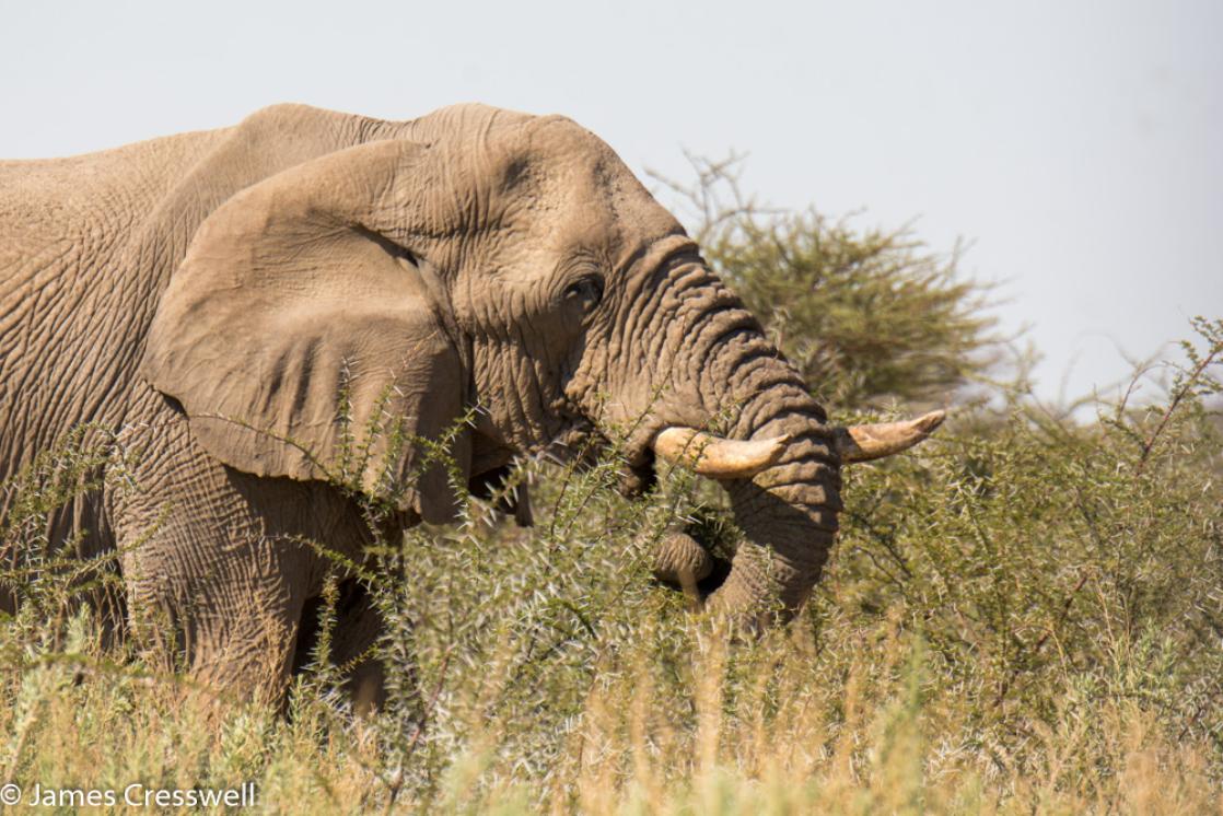 A photograph of an African elephant in Etosha National Park, Namibia, on a GeoWorld Travel geology and wildlife tour, trip and holiday