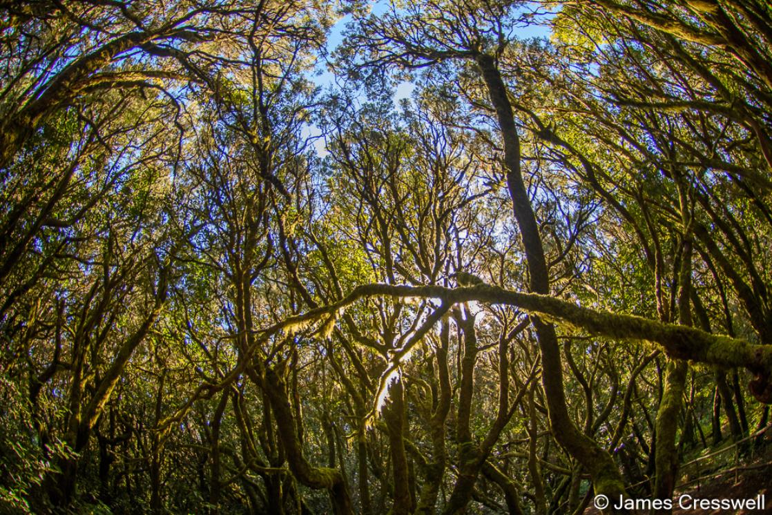 A photograph of laurel forest in the Garajonay National Park World Heritage Site