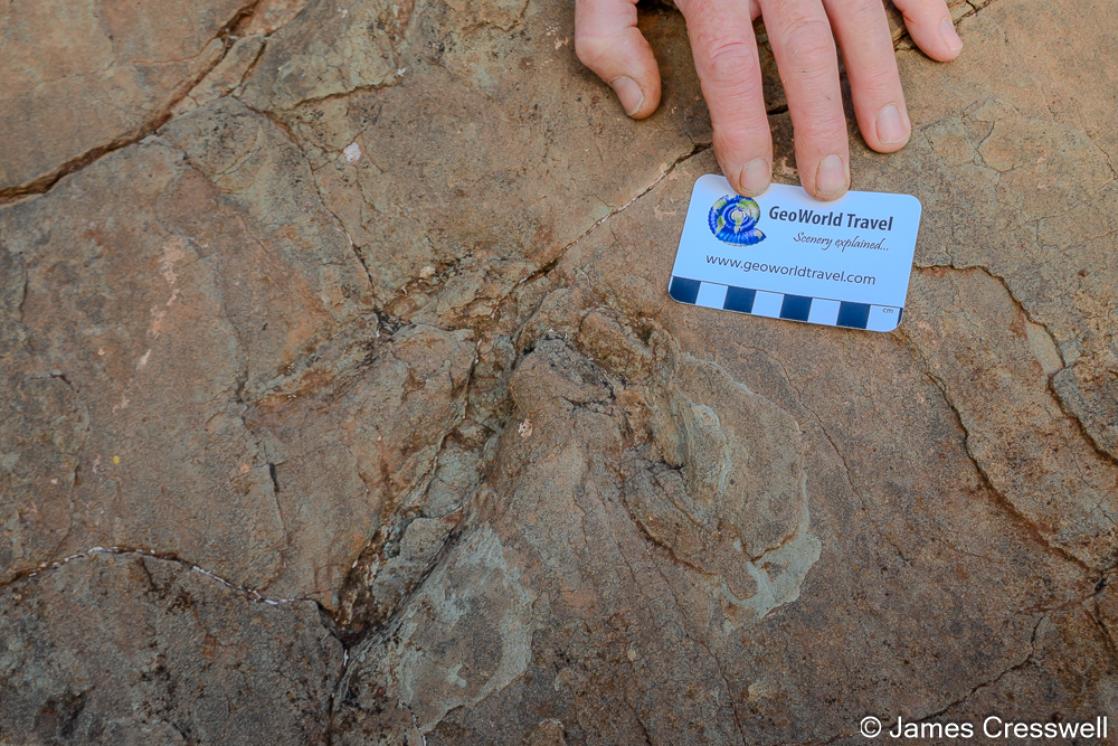 A photograph of a dinosaur footprint from Bin El Ouidane Morcooo