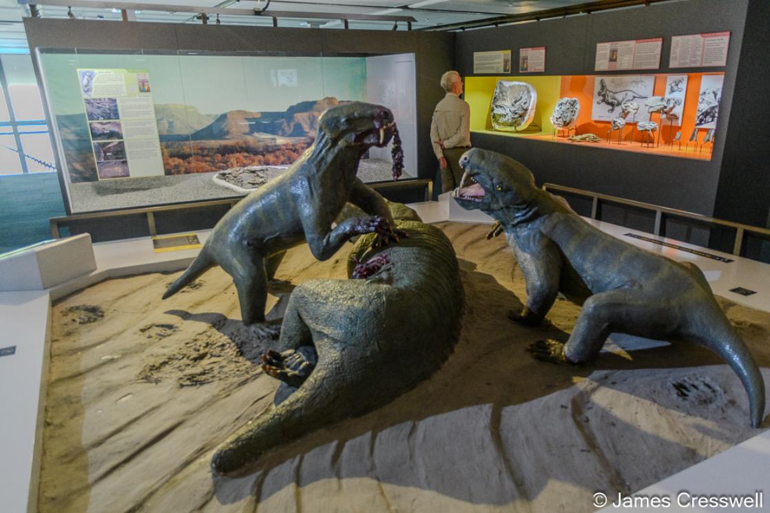 A photograph of Permian aged synapsids (formerly called Mammal-like reptiles) in the Iziko South African Museum.
