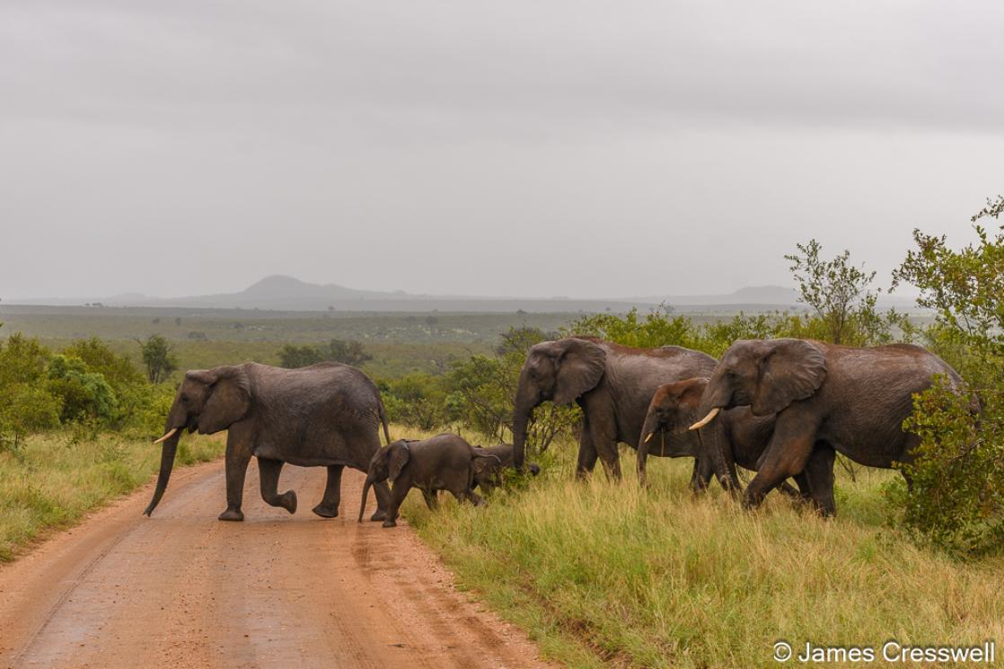  A photograph of a herd of African elephants cross the road in Kruger National Park.